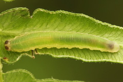 Aneugmenus coronatus