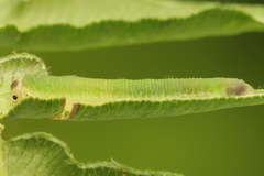 Aneugmenus coronatus