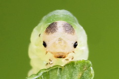 Aneugmenus coronatus