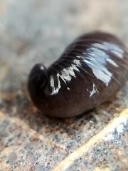 Microplana terrestris
