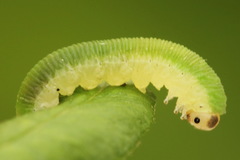 Aneugmenus coronatus