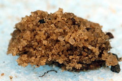 Aneugmenus coronatus