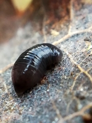 Microplana terrestris