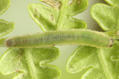 Aneugmenus coronatus