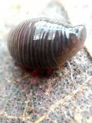 Microplana terrestris