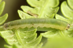 Aneugmenus coronatus