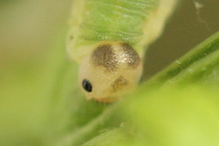 Aneugmenus coronatus