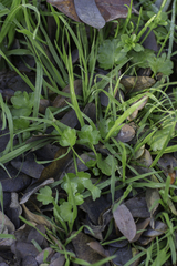 Ranunculus muricatus