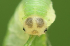 Aneugmenus coronatus