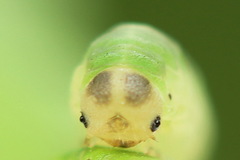 Aneugmenus coronatus