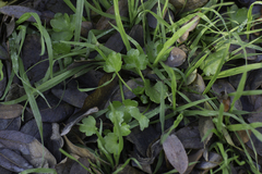 Ranunculus muricatus