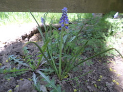 Muscari armeniacum