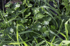 Ranunculus muricatus