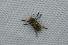 Euparius oculatus