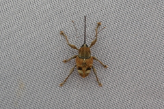 Curculio bimaculatus