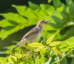 Cisticola haematocephalus