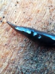 Rhynchodemus sylvaticus