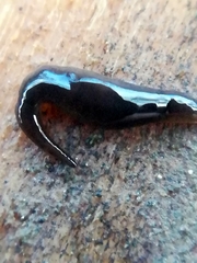 Rhynchodemus sylvaticus