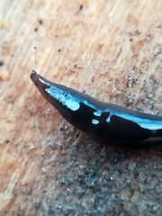 Rhynchodemus sylvaticus