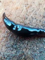 Rhynchodemus sylvaticus