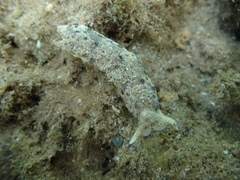 Plakobranchus ocellatus