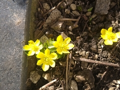 Eranthis