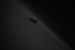 Silvanoprus angusticollis