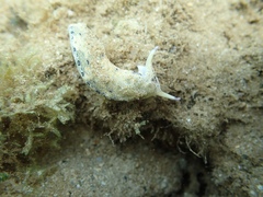 Plakobranchus ocellatus