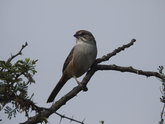 Rhynchospiza strigiceps