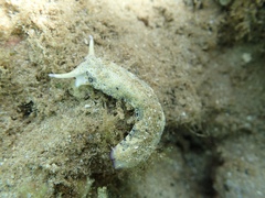 Plakobranchus ocellatus