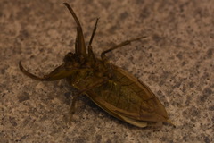 Kirkaldyia deyrolli