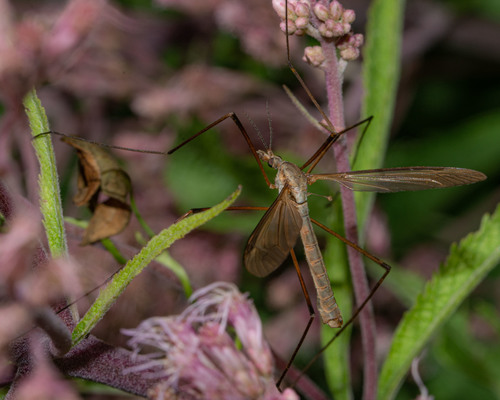 European Crane Fly, photo 2 of 10