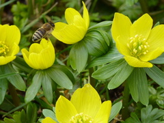 Apis mellifera