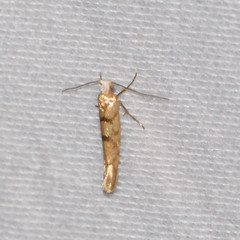 Argyresthia alternatella