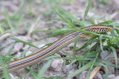 Ophisaurus attenuatus