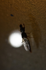Pinophilus lewisius