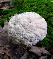 Hypomyces melanocarpus