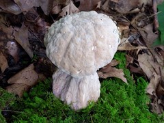 Hypomyces melanocarpus
