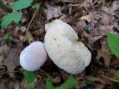 Hypomyces melanocarpus