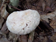 Hypomyces melanocarpus