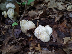 Hypomyces melanocarpus