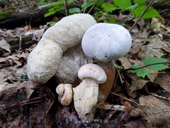 Hypomyces melanocarpus