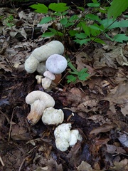 Hypomyces melanocarpus