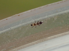 Aeolothrips collaris