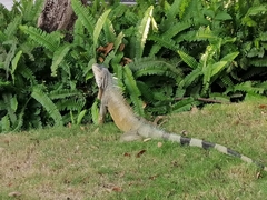 Iguana iguana
