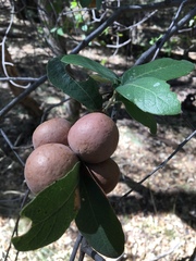 Andricus vacciniifoliae