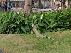Iguana iguana