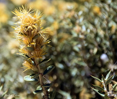 Chuquiraga avellanedae