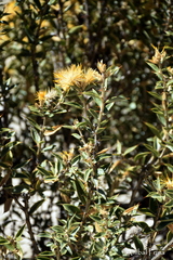 Chuquiraga avellanedae