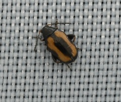 Phyllotreta striolata